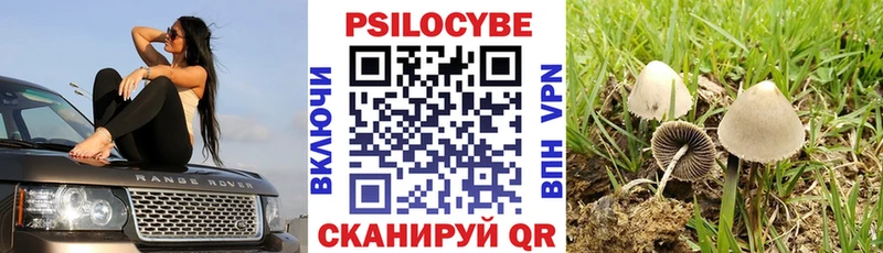 закладки  Буинск  Галлюциногенные грибы Cubensis 